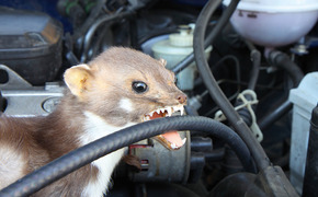 Marderbiss; Marderschaden; Reparatur; Marder; Marderschreck Marderbiss; Marderschaden; Reparatur; Marder; Marderschreck
